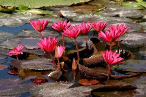 J. Katz   Seerosen 1