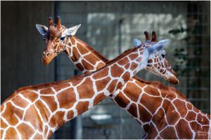 christian t.   export 2025 10 02