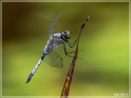 f7170604 bearbeitet k