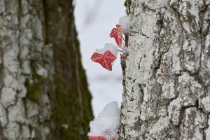 dsc 8274 hoch efeu rot winter