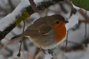 rotkehlchen 1 detail dsc